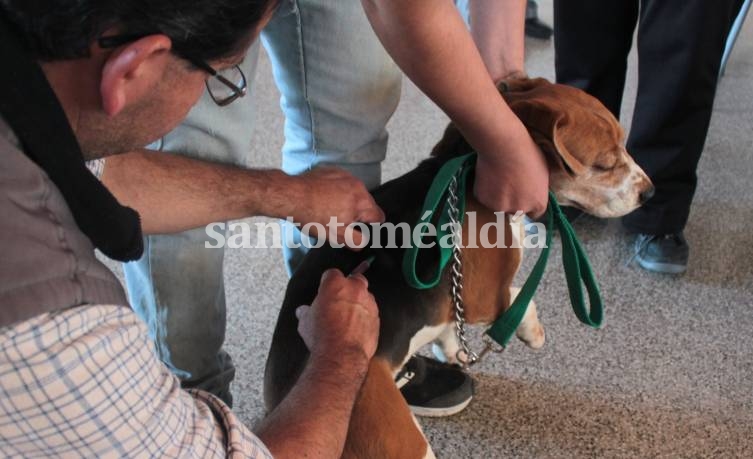 La Municipalidad de Santo Tomé continuará la campaña gratuita de vacunación antirrábica para mascotas en la Oficina de Zoonosis.