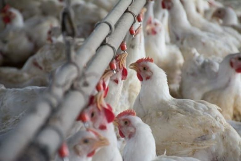 Se recuperan mercados para el pollo tras la influenza.