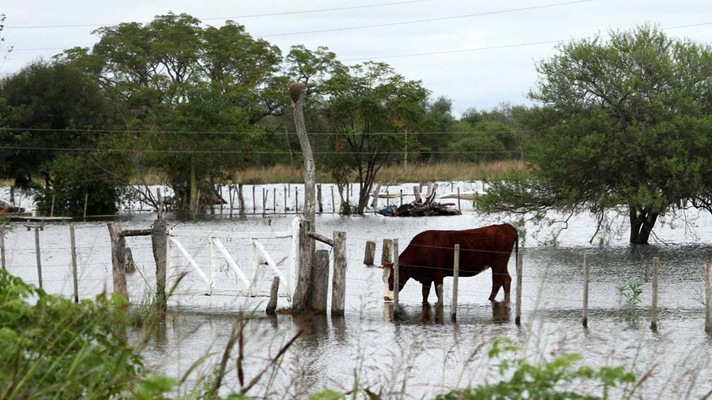 Las lluvias trajeron esperanza a productores de Buenos Aires, Sante Fe y Córdoba