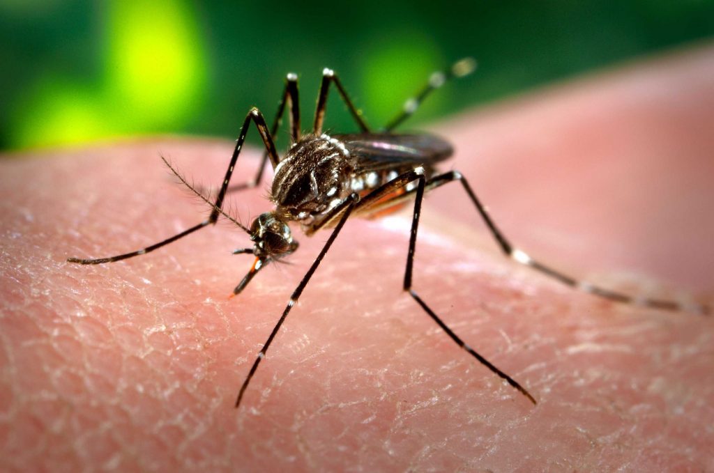 Los contagios de dengue en el país ya superan los 22.000