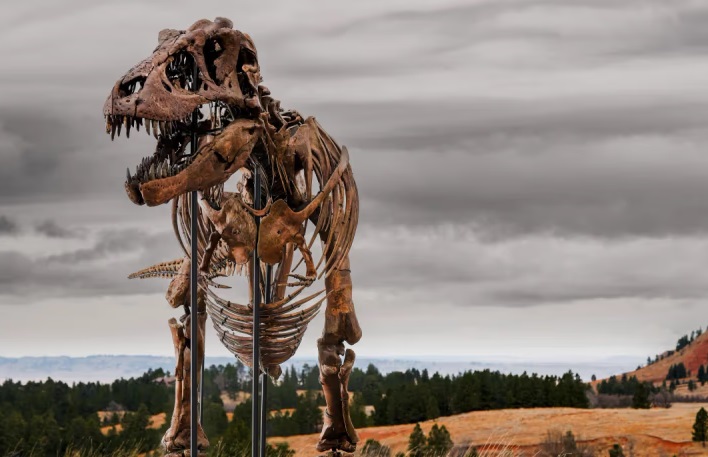 Subastarán uno de los esqueletos de Tiranosaurio rex más completos del mundo