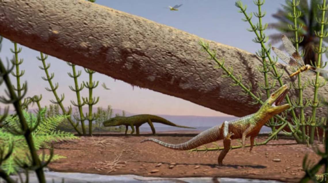Un fósil descubierto en Brasil sorprende a la ciencia: vivió hace 240 millones de años