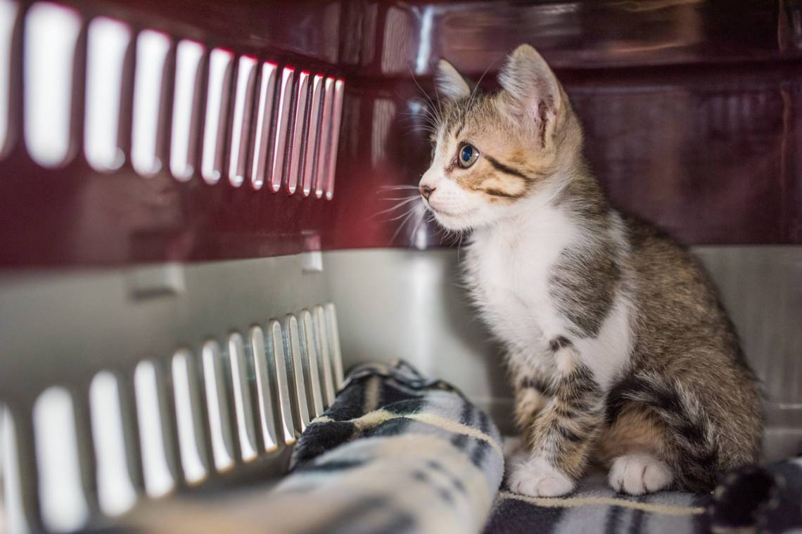 La Municipalidad difundió el cronograma de Protección Animal para agosto