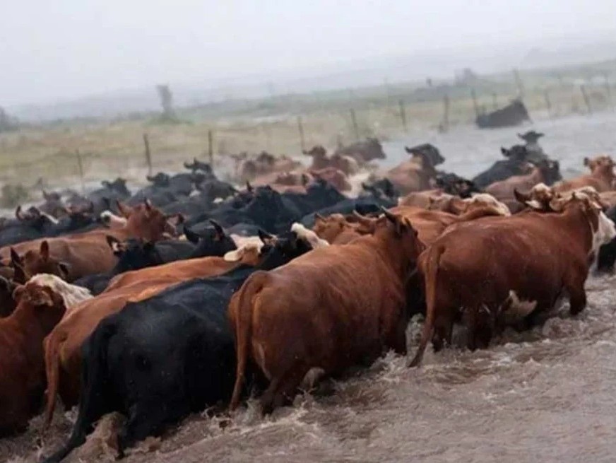 Inundaciones en Uruguay: productores trasladan miles de animales y piden declarar la emergencia agropecuaria