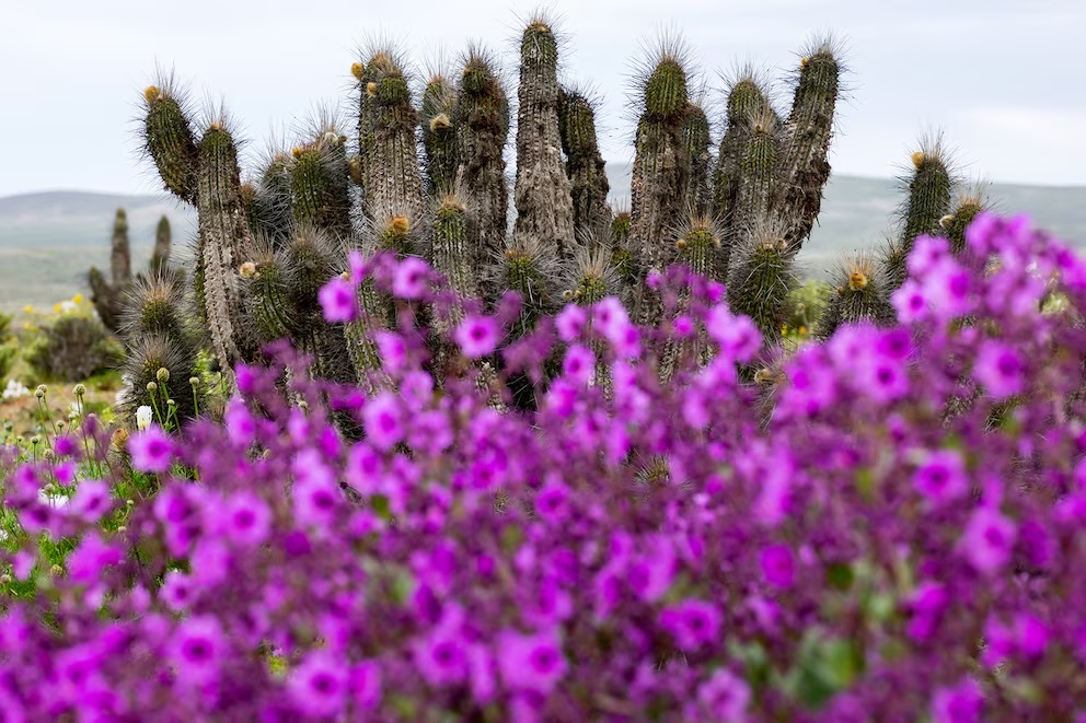 Pese a ser una de las zonas más áridas, el desierto de Atacama se cubrió de flores por lluvias asociadas a El Niño