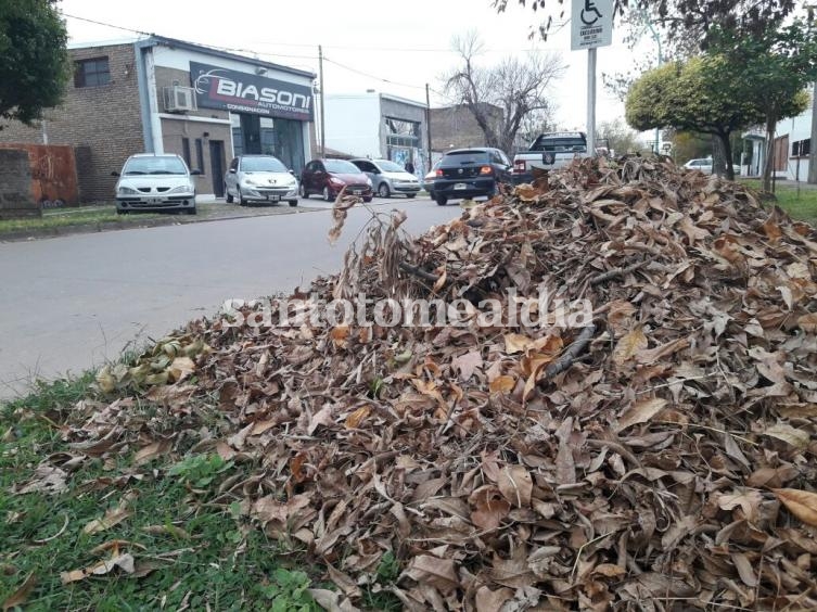 En distintas calles de la ciudad se acumulan hojas caídas de los árboles.