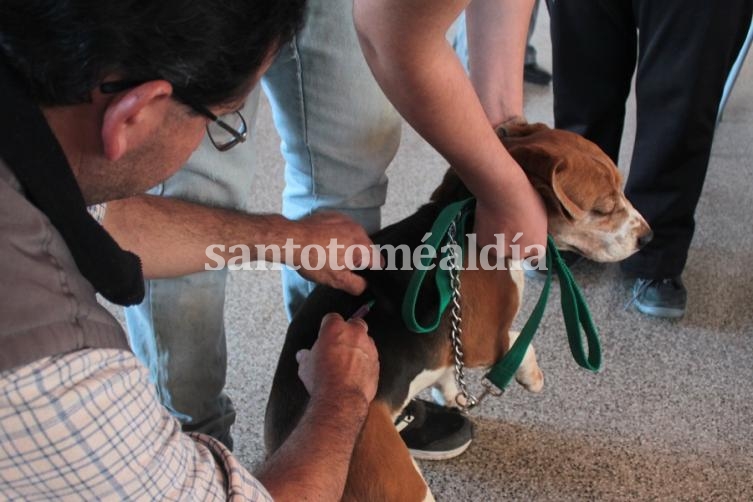 Última jornada de la campaña anual de vacunación antirrábica de mascotas. (Foto de archivo)