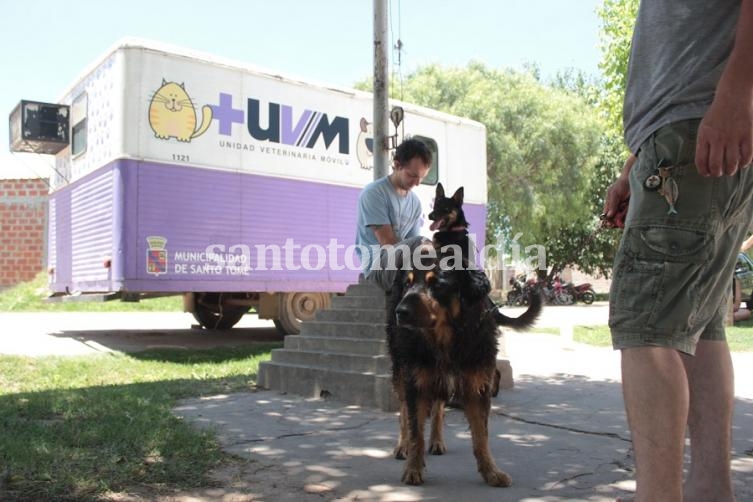 Castración de mascotas en Adelina Centro