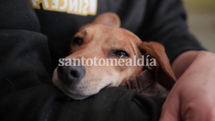 La campaña de castración de mascotas continuará en Adelina Centro