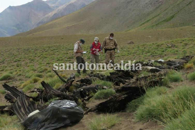 El Cóndor Andino está declarado en Mendoza como Monumento Natural Provincial. (foto: Prensa Min. de Ambiente)