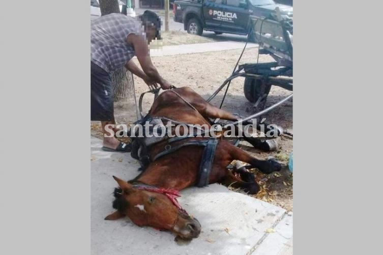 La Policía Comunitaria debió intervenir para rescatar un caballo maltratado.