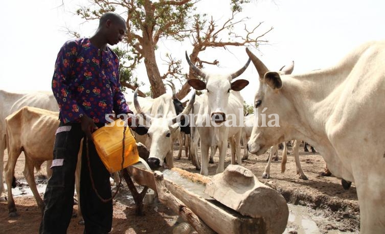 Un pastor de la etnia fulani da de beber a su ganado.