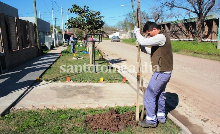 Incorporan más de 500 árboles a la ciudad