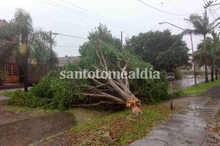 Muchos árboles no resistieron las fuertes ráfagas de viento. (Foto: Municipalidad de Santo Tomé)