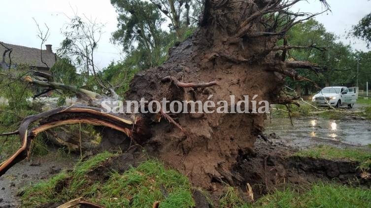 Árboles de gran porte cedieron ante las ráfagas de viento. (Foto: Municipalidad de Santo Tomé)