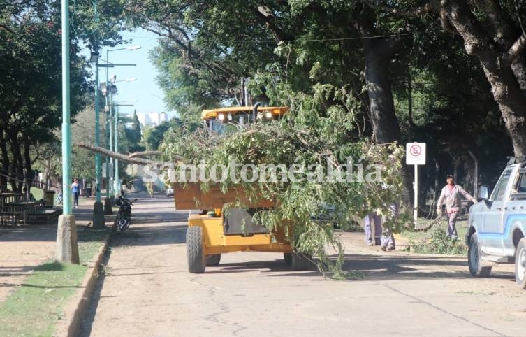 Ya no quedan calles cortadas por ramas caídas