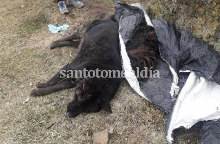 Uno de los perros fallecidos en Río Turbio. (Foto: Facebook/Patitas de la Cuenca)