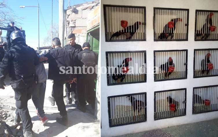 Secuestraron gallos de riña durante allanamientos en Santa Fe