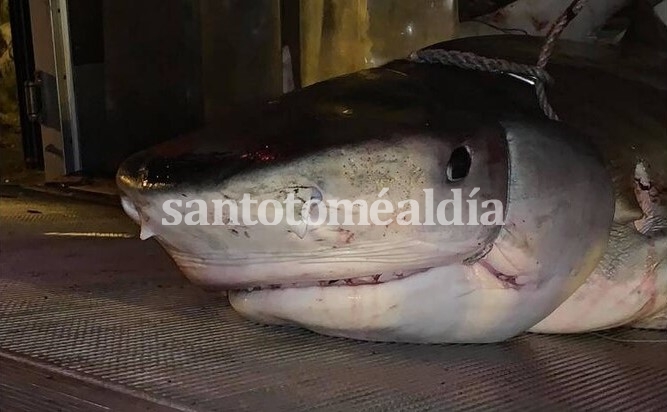 El tiburón atrapado en Isla Reunión. (Fuente GL)