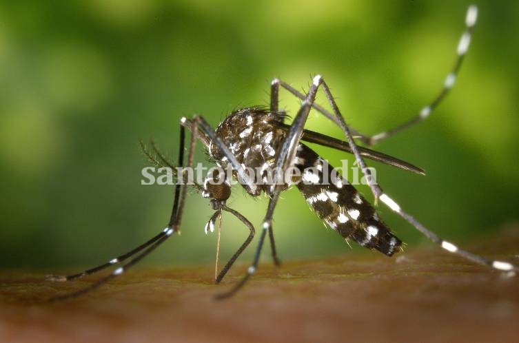 Santa Fe acumula 4.733 casos de dengue en lo que va del año.