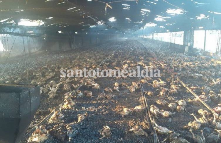 Gran cantidad de pollos murieron tras el incendio. (Foto: Uno Santa Fe)