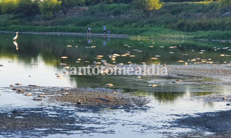 Cientos de sábalos, moncholos, amarillos y palometas, muertos en la laguna. (Foto: santotomealdia)
