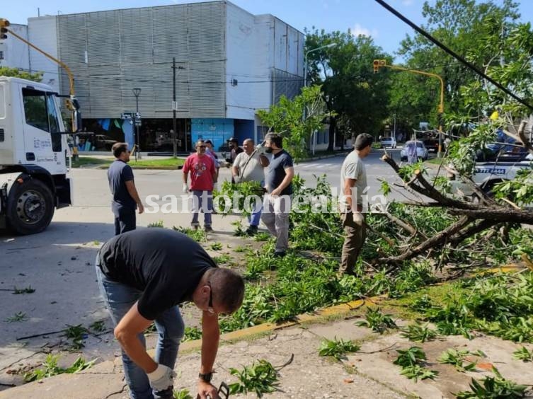 La tormenta derribó más de diez árboles en la ciudad