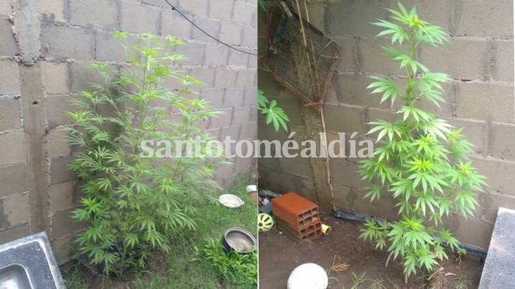 En la vivienda de Adelina Centro se hallaron plantas de cannabis.