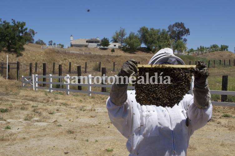 Entre los sectores beneficiados se encuentran la producción de abejas. (Foto: Pixabay)