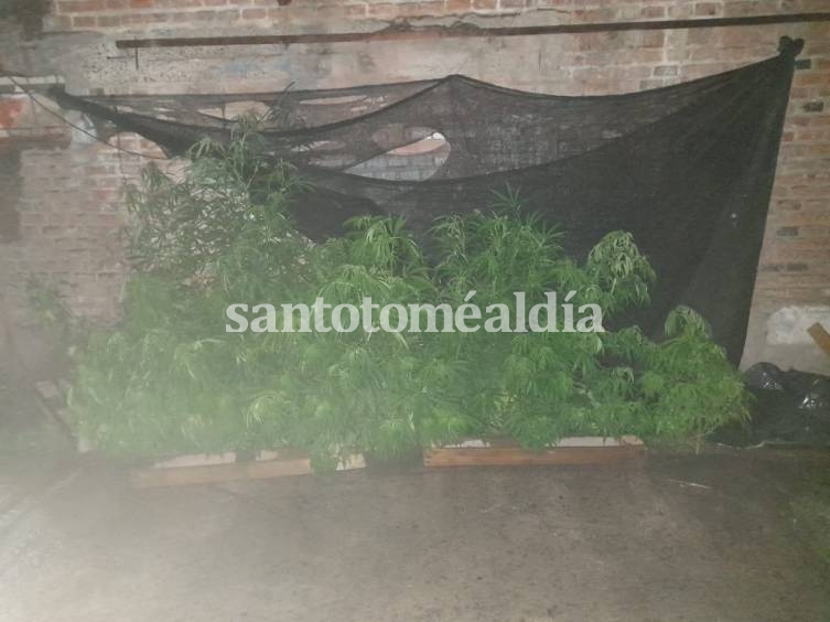 Tras un desorden familiar se secuestraron 21 plantas de cannabis en Adelina Centro