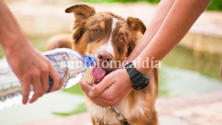 Recomendaciones para evitar los golpes de calor en mascotas