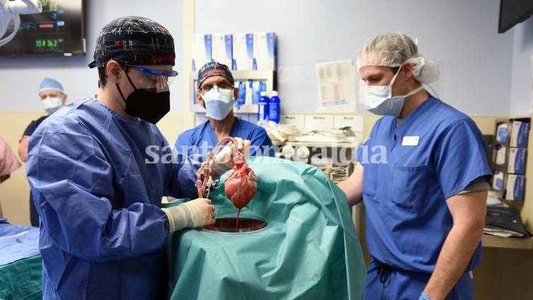 Los cirujanos muestran el corazón de cerdo para el trasplante.