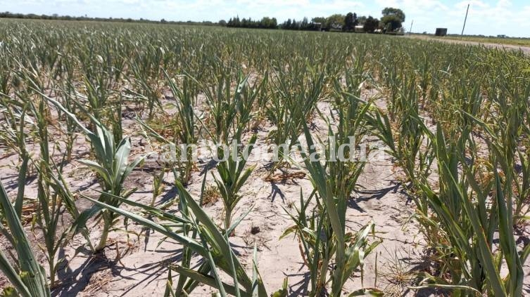La provincia instrumenta una asistencia financiera de $700 millones para productores agropecuarios afectados por la sequía
