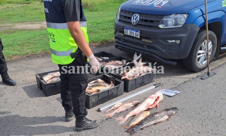 La policía de Seguridad Vial incautó este viernes alrededor de 250 kilos de pescado. (Foto: PSV)