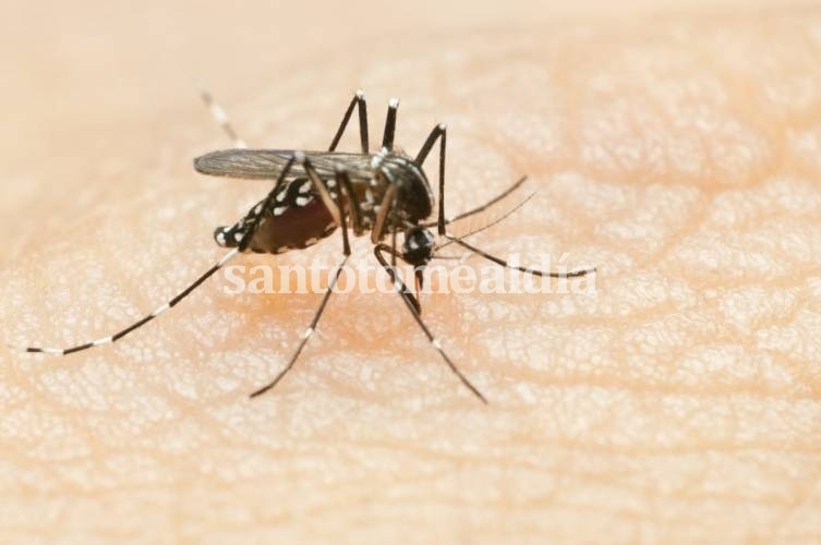 El dengue sigue complicando la salud en la Argentina. (Foto: flubydust)