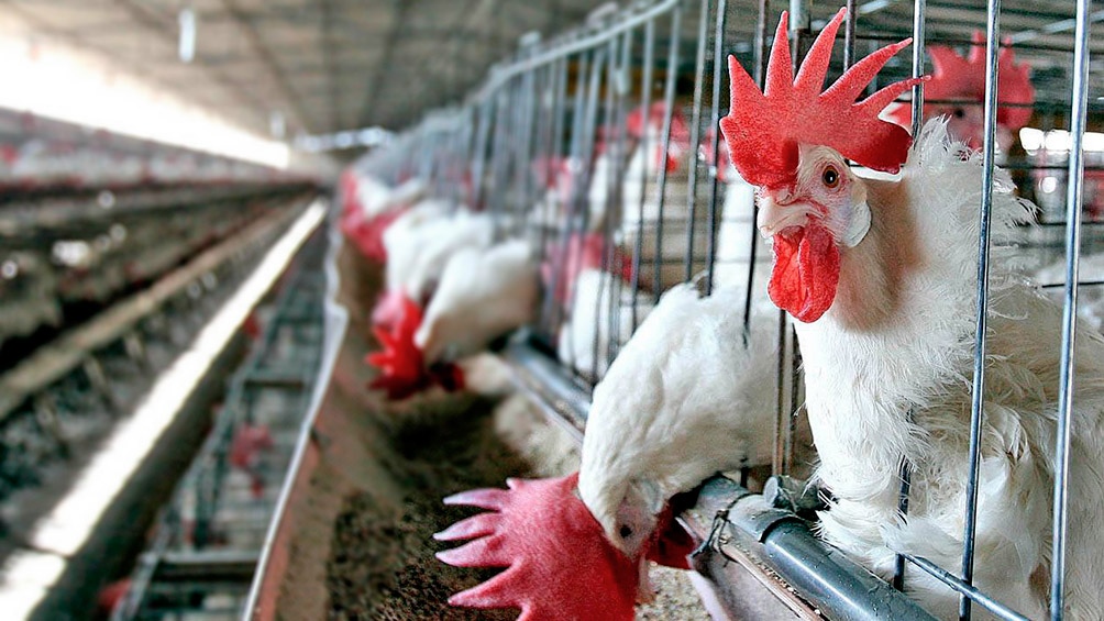 Corea del Sur abrirá su mercado al ingreso de carne aviar argentina.