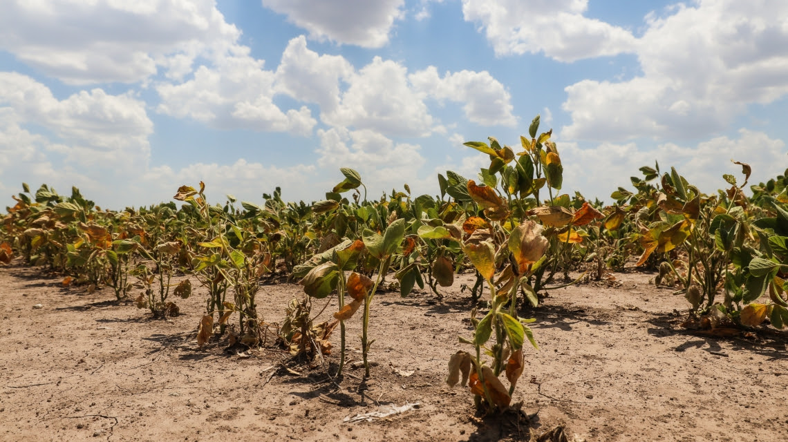 Abren nuevamente la reinscripción para productores con certificado de Emergencia Agropecuaria afectados por la sequía
