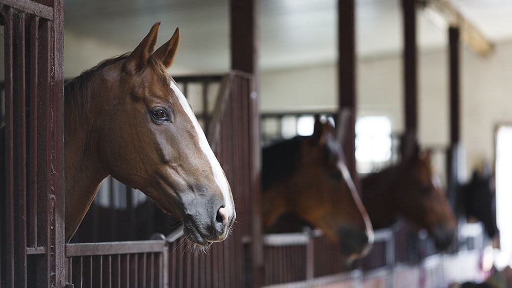 Brote de encefalomielitis equina: riesgo de contagio en humanos y qué recaudos adoptar