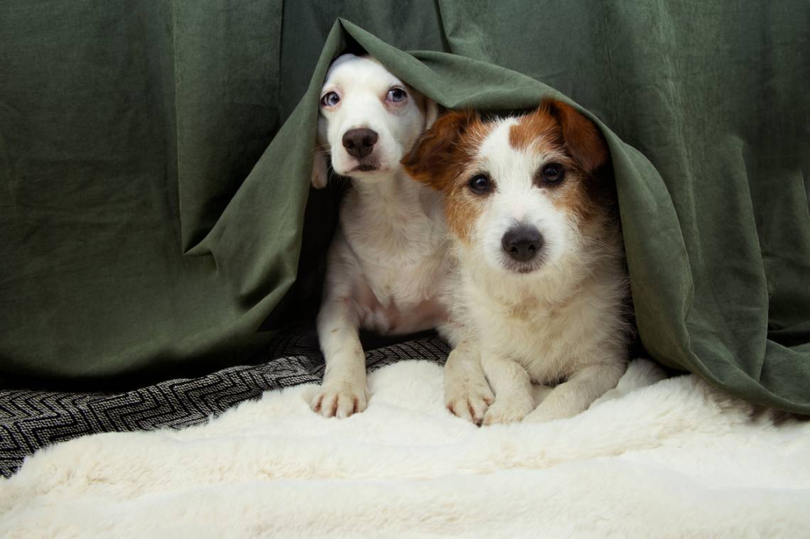 Las mascotas pueden sufrir ansiedad y miedo por las explosiones y los fuegos artificiales.. (Crédito: smrm1977)