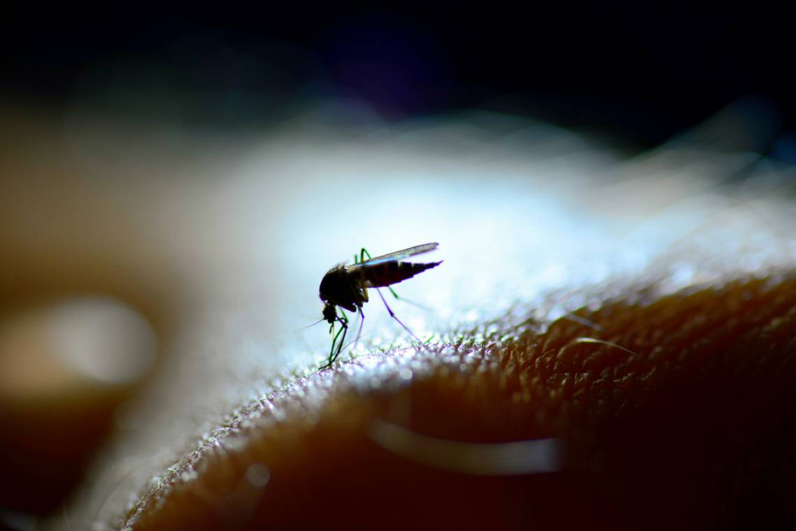 La Municipalidad confirmó la presencia de dos casos positivos de dengue en la ciudad de Santa Fe. (Crédito: RolfAasa)