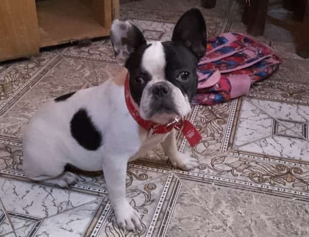 “Greta”, la bulldog francés que robaron en Adelina Centro.