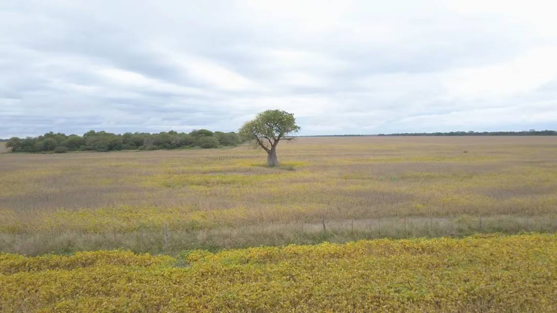 En 25 años, se perdieron 7,6 millones de hectáreas de vegetación natural, principalmente en el norte argentino. (Crédito: GreenPeace)