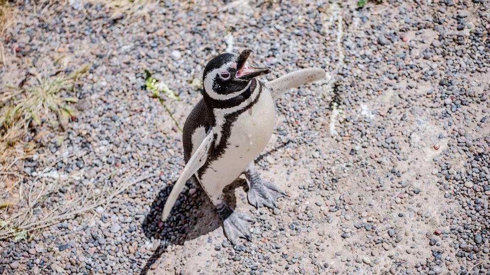 El productor condenado por la matanza de pingüinos en Punta Tombo no irá a prisión