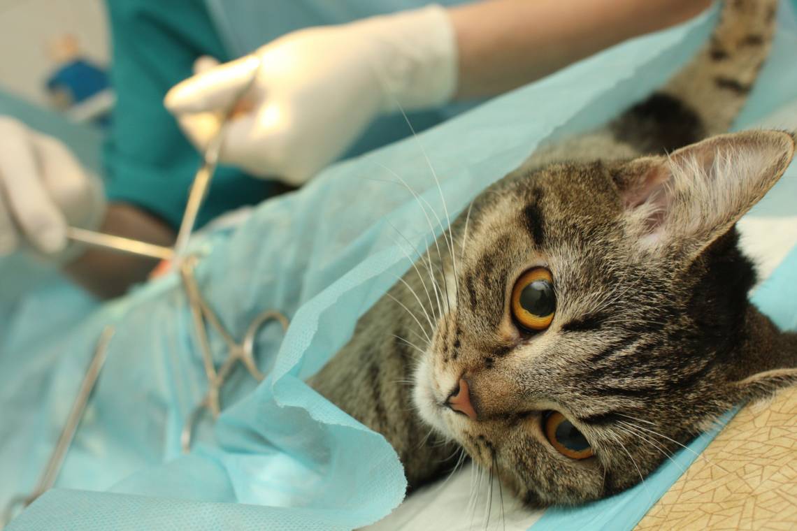 La atención veterinaria móvil recorrerá tres puntos de la ciudad durante mayo. (Credito: DimaBerkut)