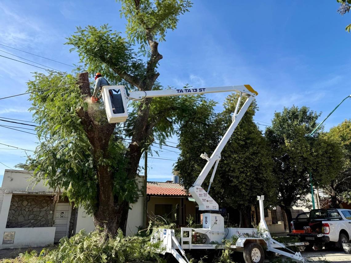 Podas, despejes y formación: el Municipio refuerza el cuidado del arbolado urbano. (Foto: MST)