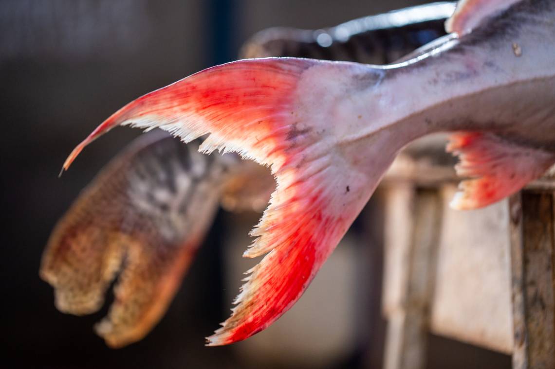 Veda de pesca: la Municipalidad recuerda las restricciones vigentes