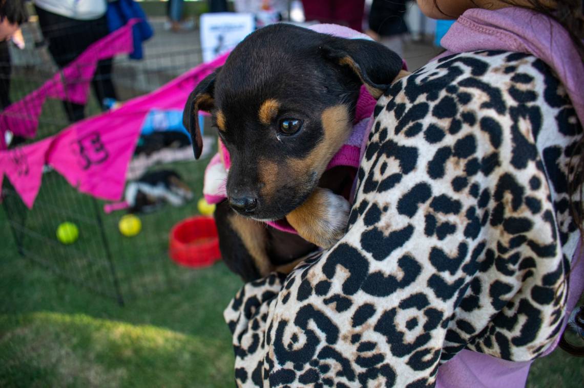 Durante la jornada se concretaron adopciones de animales que estaban en búsqueda de un hogar.