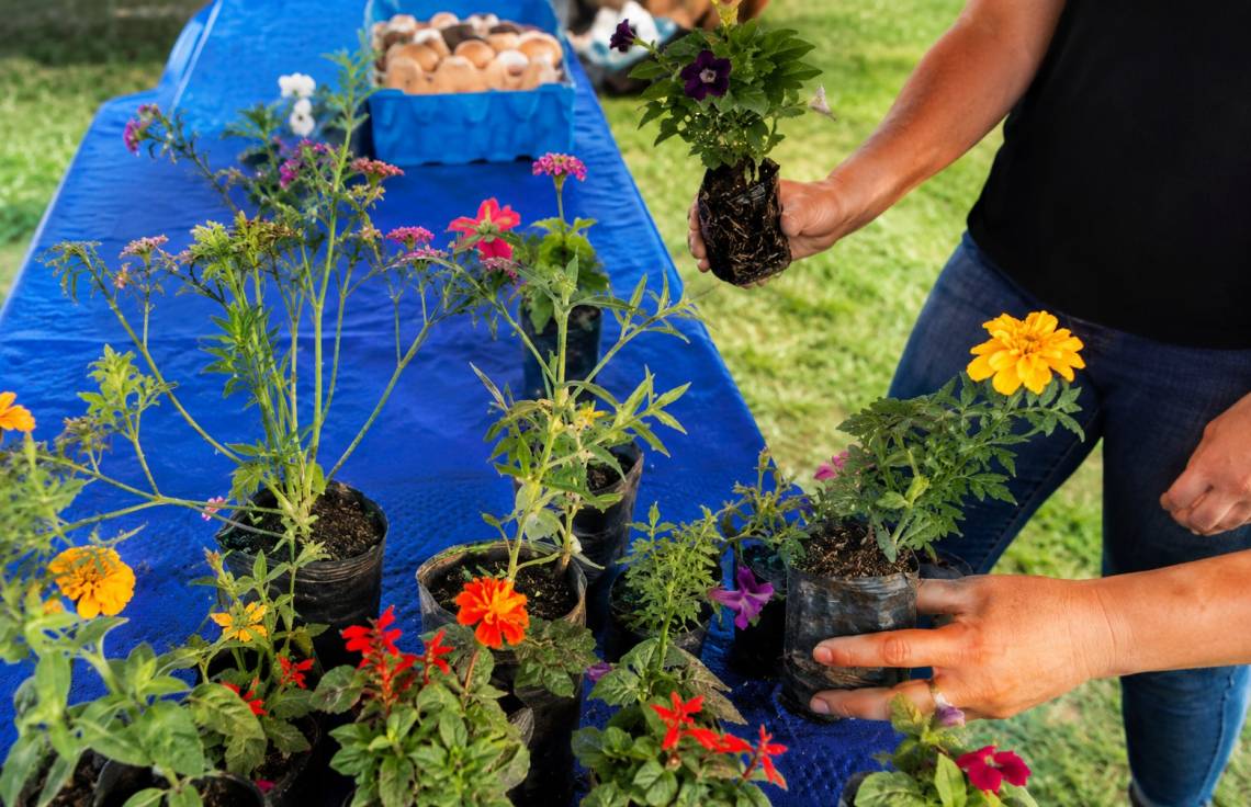 Vecinos pueden intercambiar materiales reciclables por plantines y semillas en las distintas jornadas de Eco Canje.