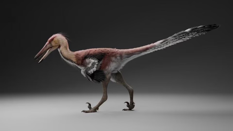 El Kank australis, la nueva especie de dinosaurio descubierta en Argentina.