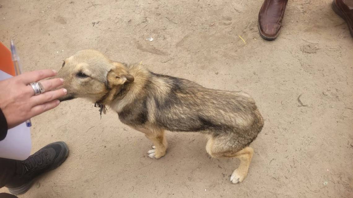Uno de los animales rescatados durante el operativo en Rincón. (Crédito: Aire de Santa Fe